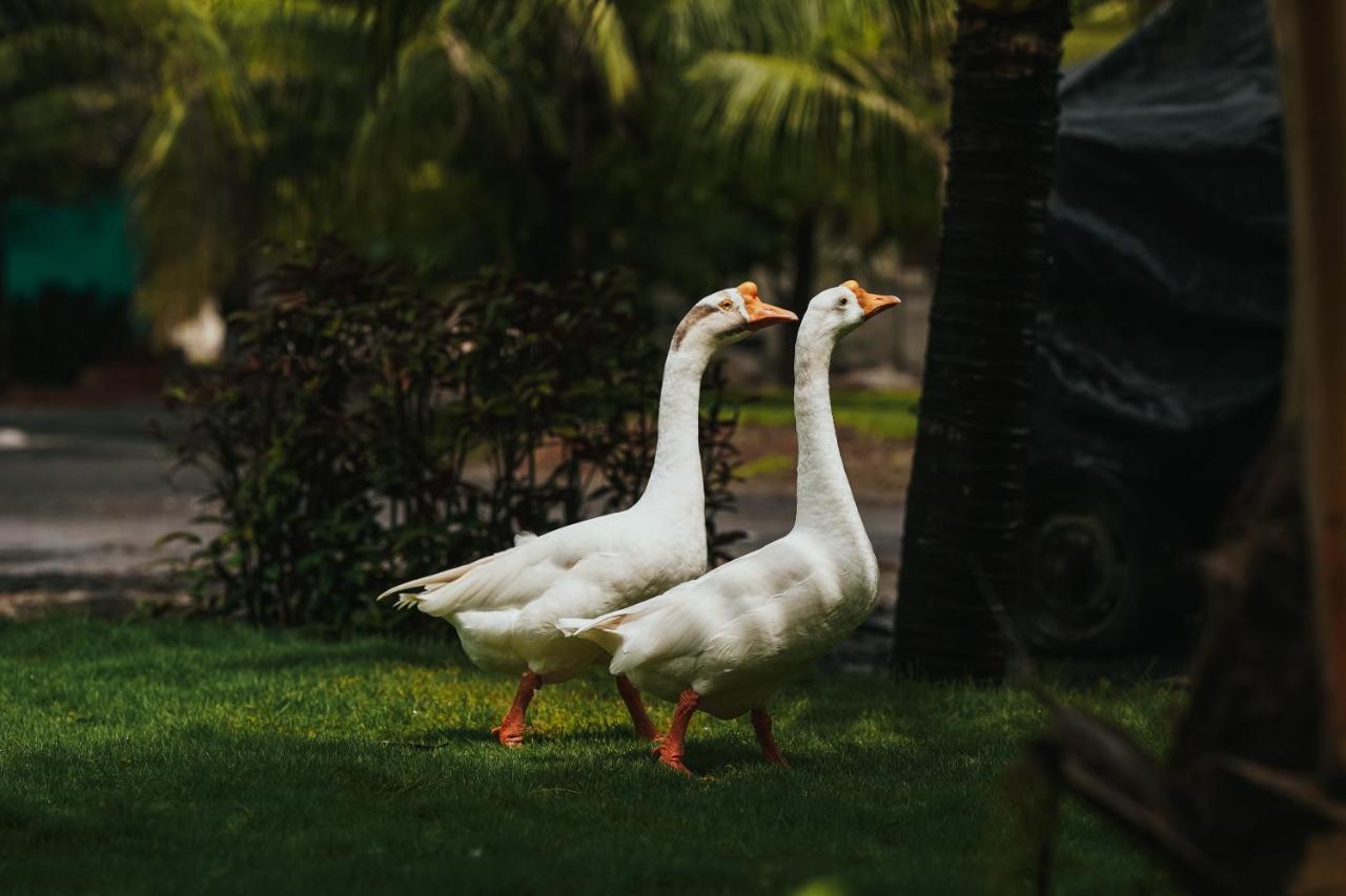 Shenwa The Kerala Village, Shahapur المظهر الخارجي الصورة